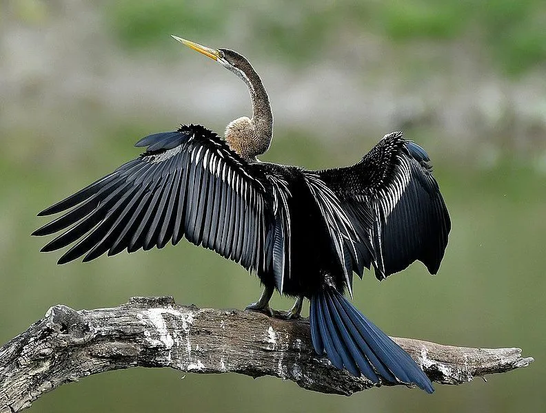 The Oriental darter is often seen drying its plumage under the sun, with its wings spread out and its tail fanned.
