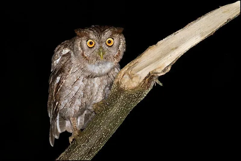 The Pacific screech-owl feather pattern is distinctive with brown-white-gray shades.