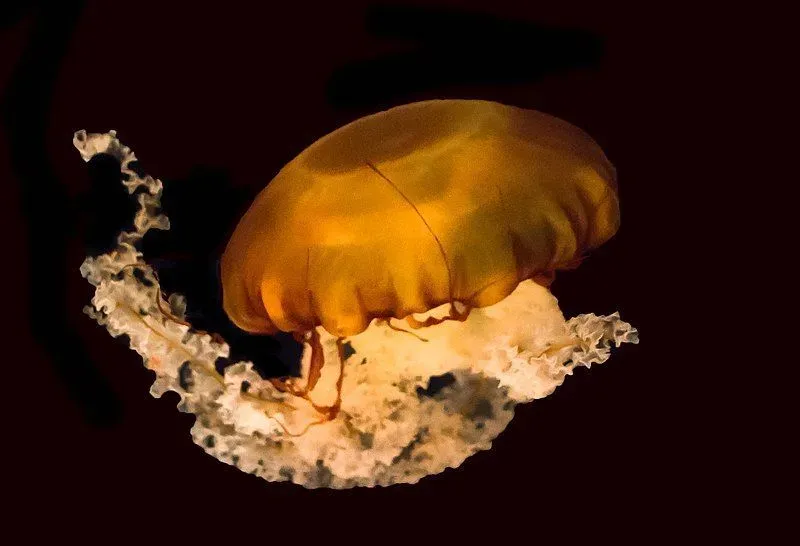 The Pacific sea nettle's bell has a large diameter.