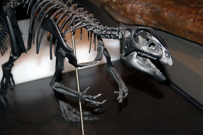 The Qantassaurus was believed to have an olive-green body coloration.