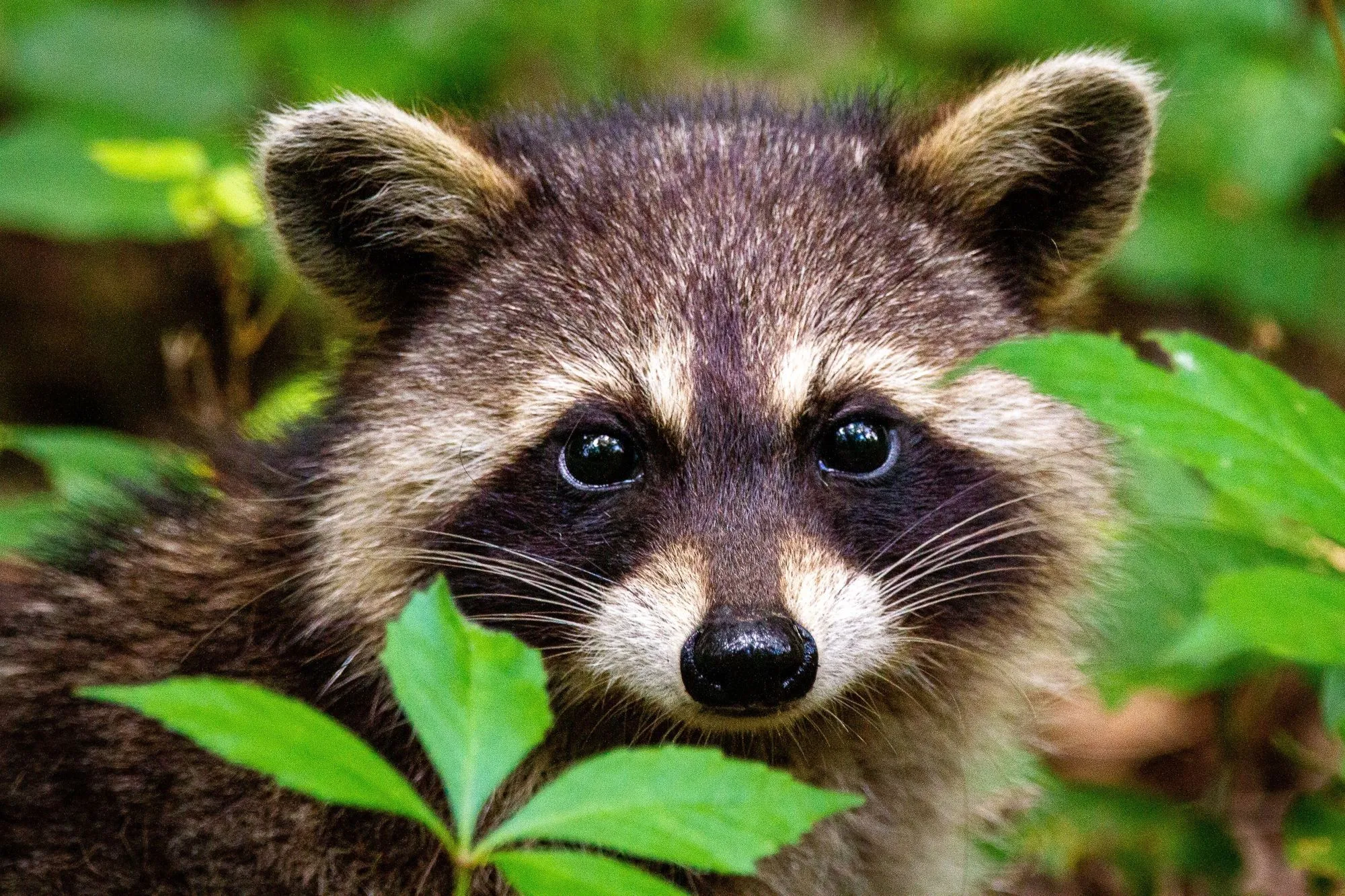 Raccoons are solitary animals.