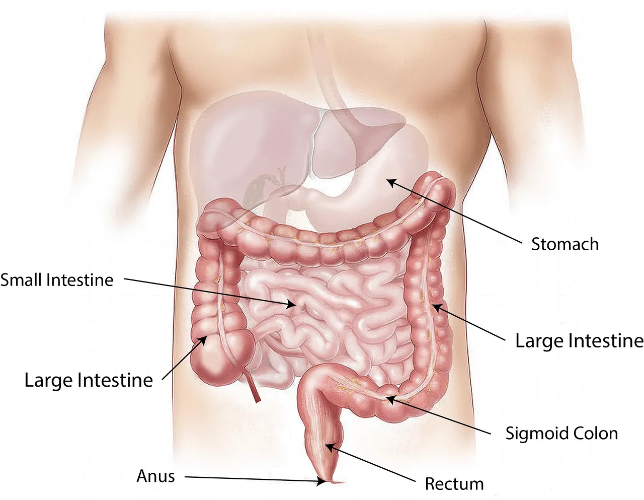 The digestive process and the digestive system contain many parts and organs that help digest food in the stomach.