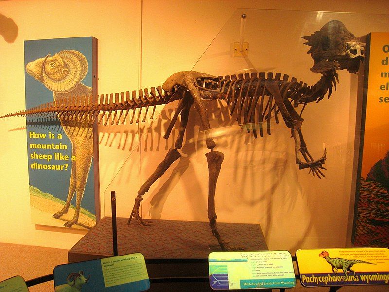 The Royal Ontario Museum has a cast of a Pachycephalosaurus fossil specimen called Sandy.