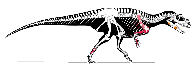 The Saltriovenator was a bipedal dinosaur but much is still to be discovered about its anatomy.