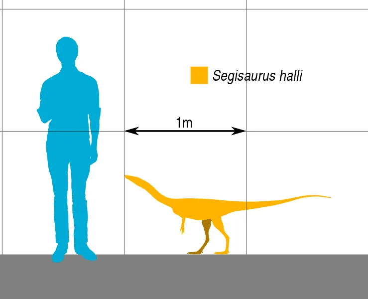 The Segisaurus with its hollow bones has been a very important find in order to study the evolution of early theropods.