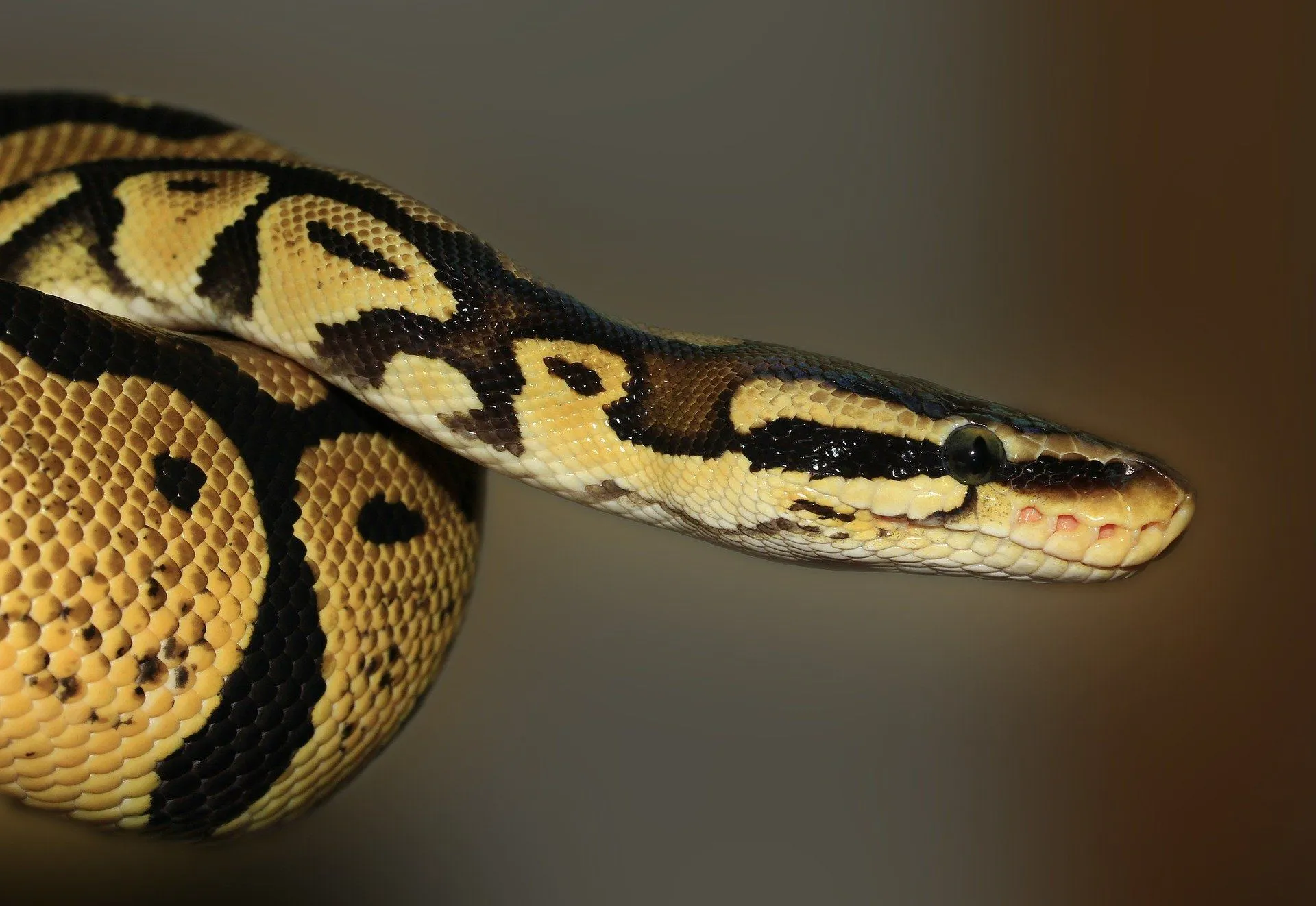 A snake is a limbless carnivorous reptile with scales on the body.