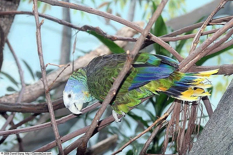The St. Vincent amazon has is a beautiful plumage that possesses a wide variety of colors!