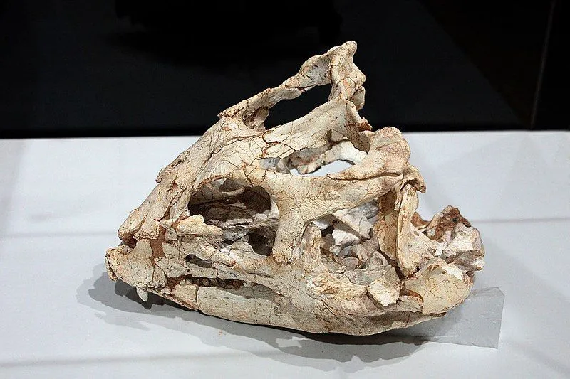 The Yinlong had a wide skull, with short hands and long legs.
