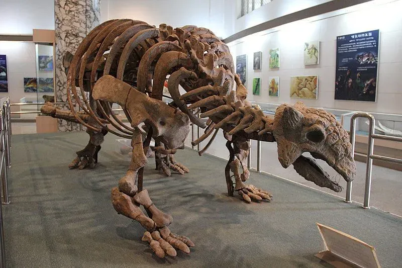 The armored Anodontosaurus anatomy ended with a wide tail club.
