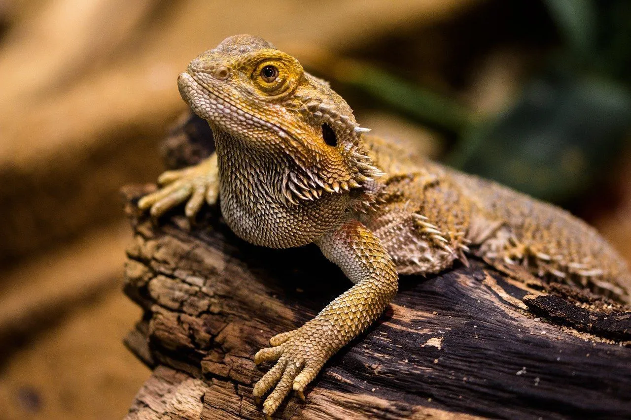 The bearded dragon is a diurnal creature, which implies that they remain awake during the day and sleep at night, much like humans.