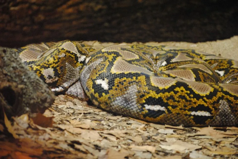 The biggest anaconda species is the Green anaconda.