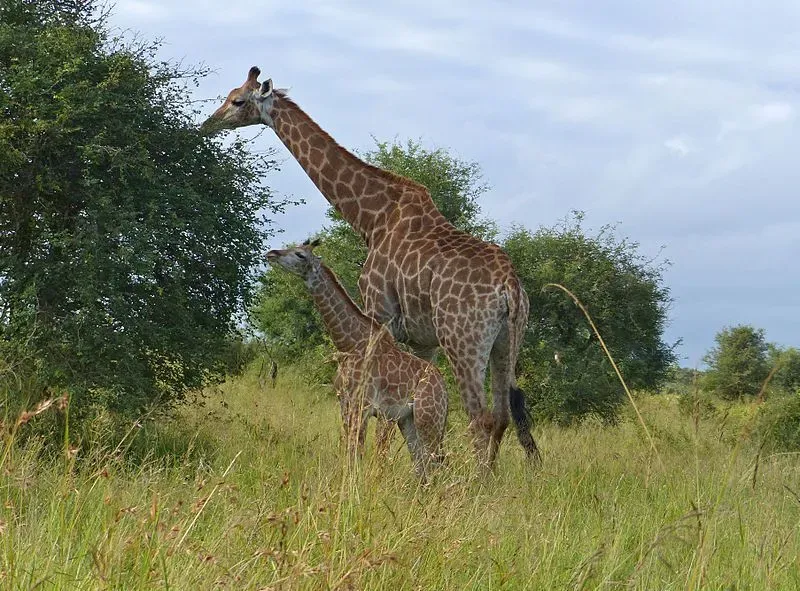 The body and tail of this giraffe species are some of its recognizable features.