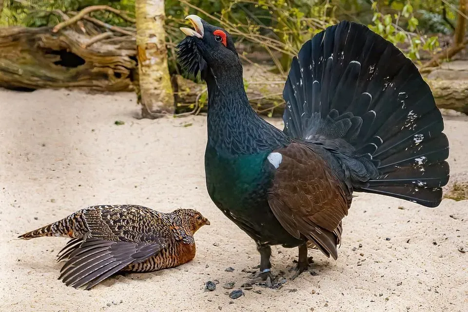 The calls of a western capercaillie sound like a cork being popped from a bottle.