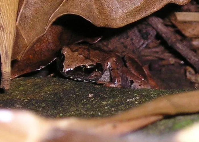 The cave squeaker is small with light and dark brown slimy skin.