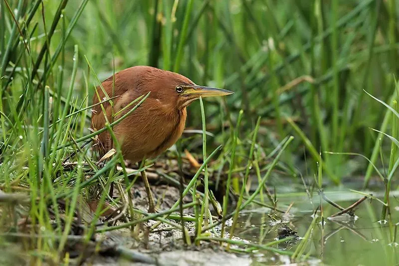 The cinnamon bittern, Singapore resident, is an interesting species.