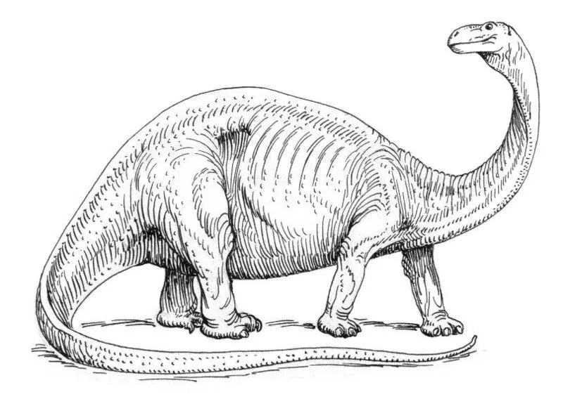 The distinct features of this Brontosaurus excelsus make it one of the most interesting dinosaurs to kids.)