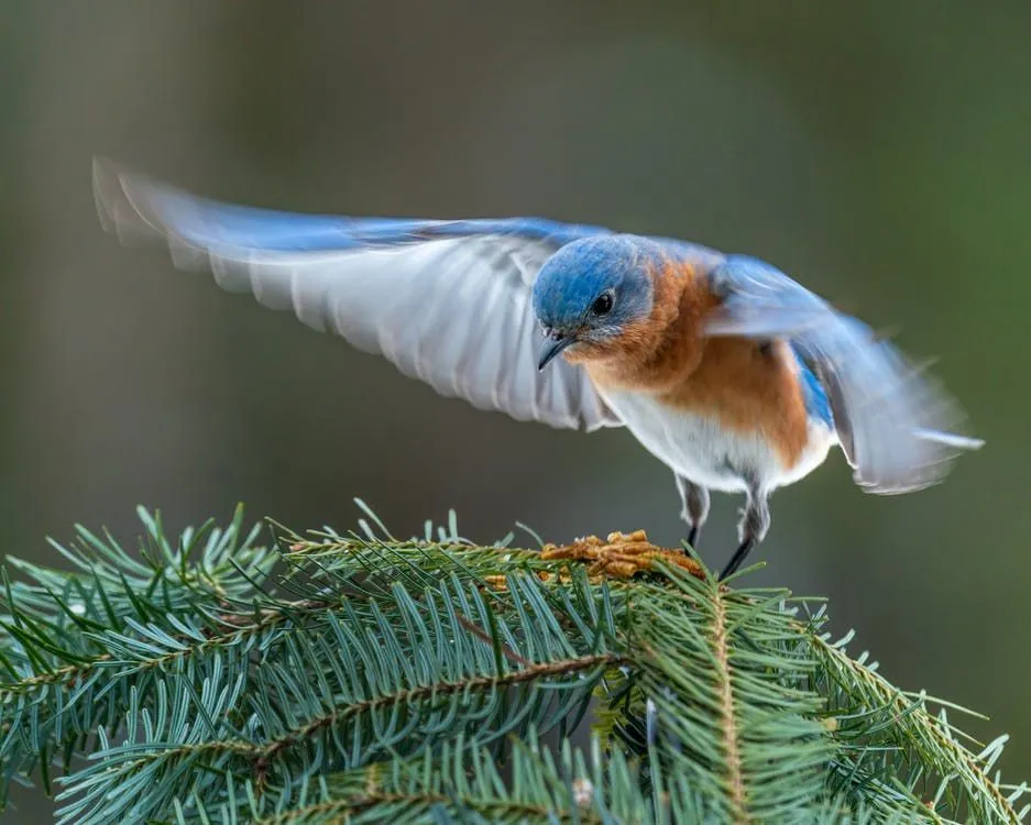 The eastern red cedar tree facts have mentioned that birds, such as this Eastern bluebird, consume the fruits of the red cedar.