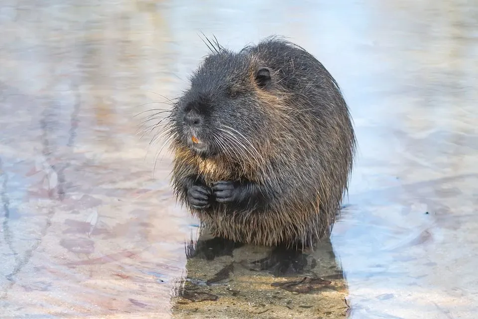 The false water rat has a dark brown body with small rounded ears.