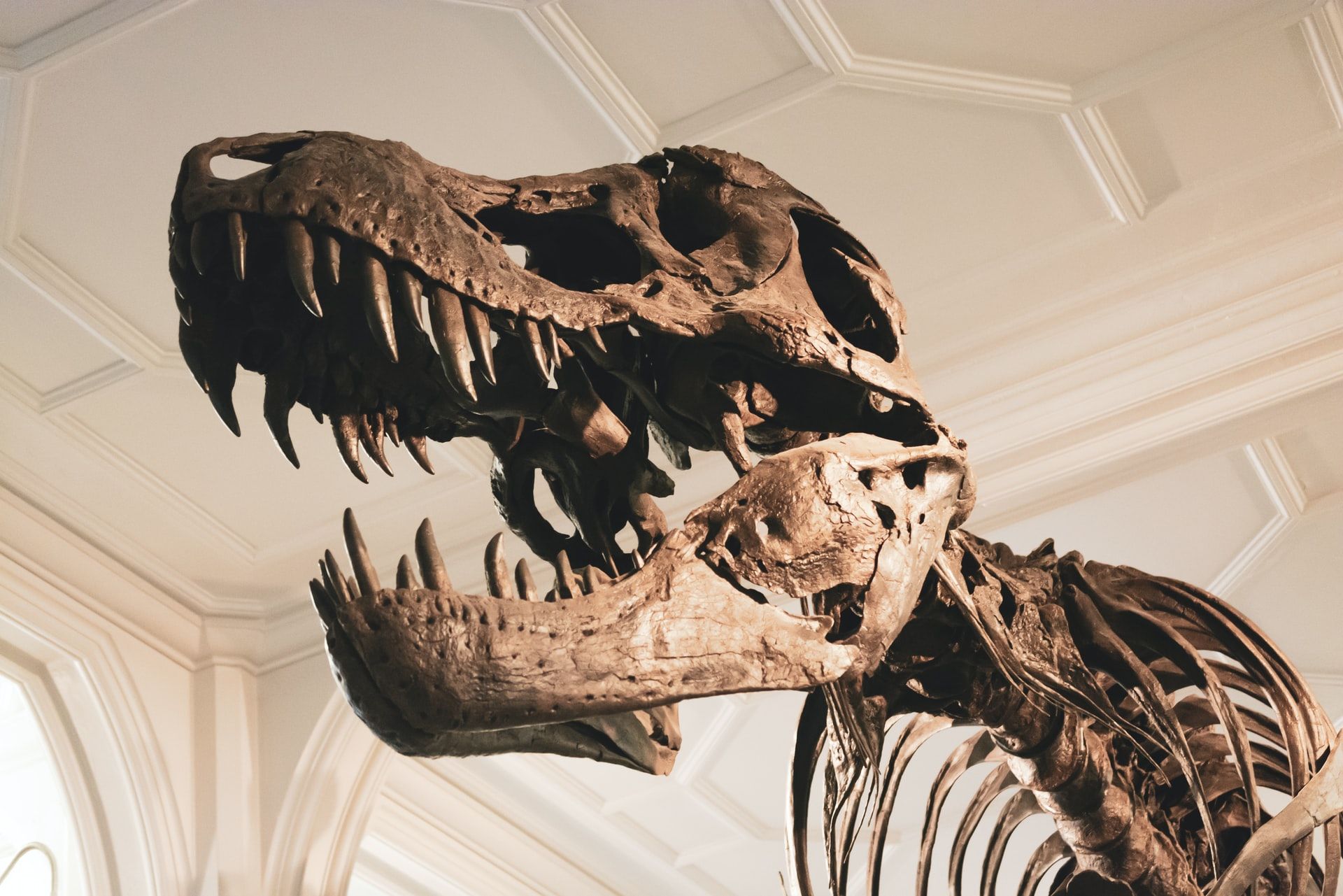 The first T-Rex fossil was found in 1902 in Hell Creek, Montana.