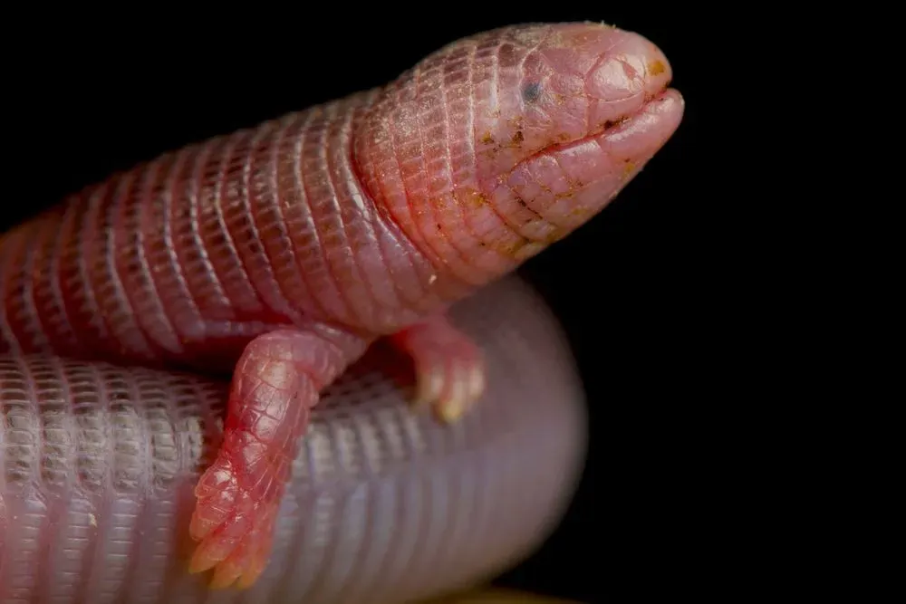 The five-toed worm lizard is pink in color and has skin like that of a naked mole-rat.