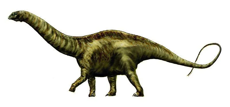 The fossil representation of the Atlantosaurus montanus species includes two vertebrae, a thighbone, pubic bone, and ischium.