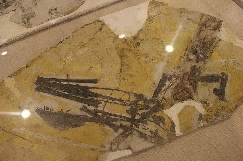 The fossil specimen of the Ikrandraco can be in the Paleozoological Museum of China