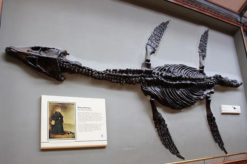 The fossils are the first direct evidence of the reproductive manner of the plesiosaurus according to paleontologist Adam Smith