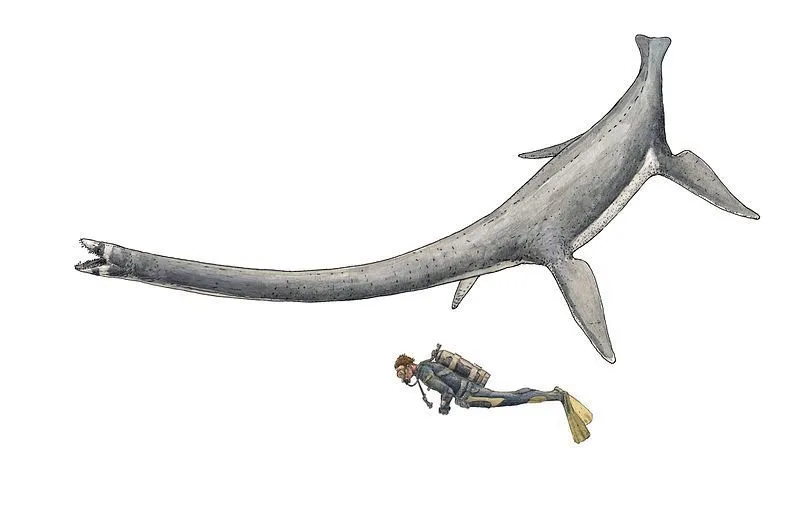 The fossils of this marine dinosaur show that they were very large in size.