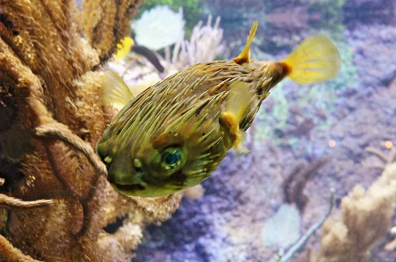 The freckled porcupinefish may not be a pretty sight, but it is an interesting species.