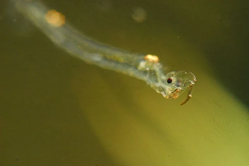 The glassworm larvae are also called phantom midge larvae.