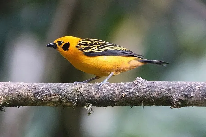 The golden tanager bird has golden-yellow feathers with black stripes on its wings.