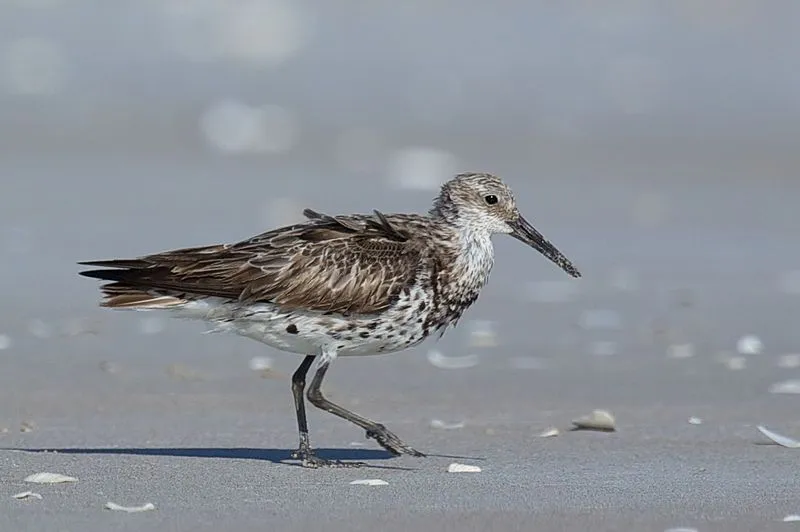 The great knot has a heavily mottled plumage.
