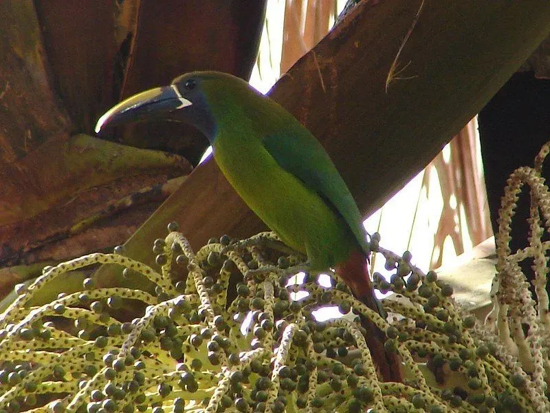 The green toucanet is a member of the toucan family.