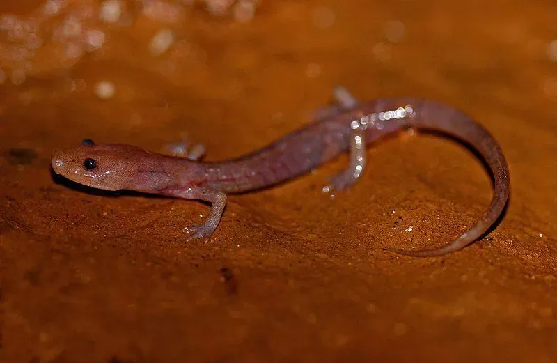 The grotto salamander has a translucent body.