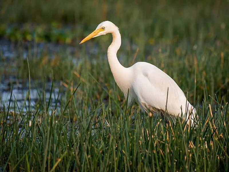 The intermediate egret is a resident of south-east Asia and North Africa.