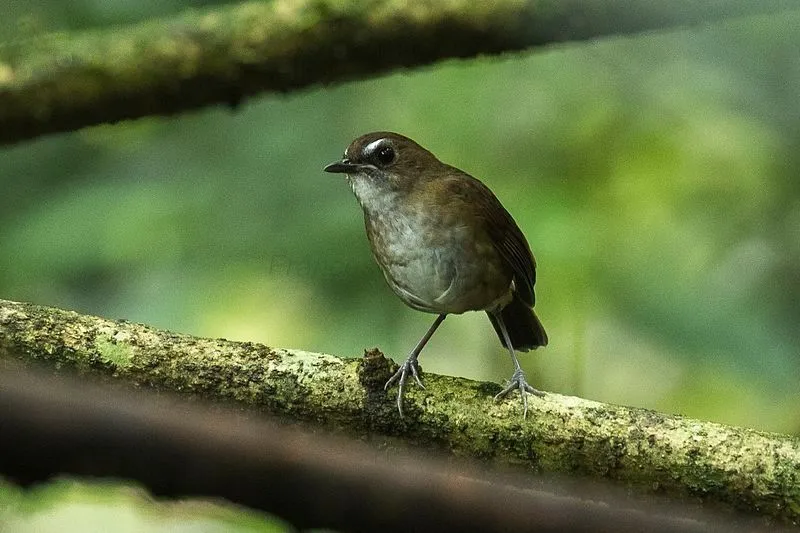 The lesser shortwing is a small round bird with a distinct white eyebrow and olive-brown feathers.