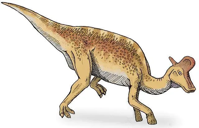 The long body of this dinosaur resembles the lizard, so they are called Lambe's Lizard.