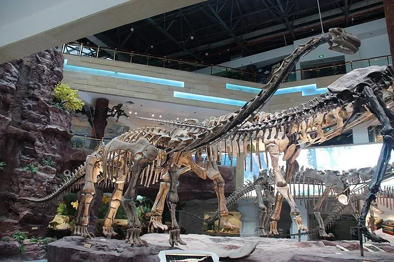 The long neck and tail of Zigongosaurus was a key feature of all the Sauropods.