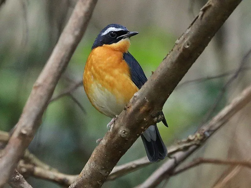 The male Indian blue robin is much larger and more colorful than the female bird.