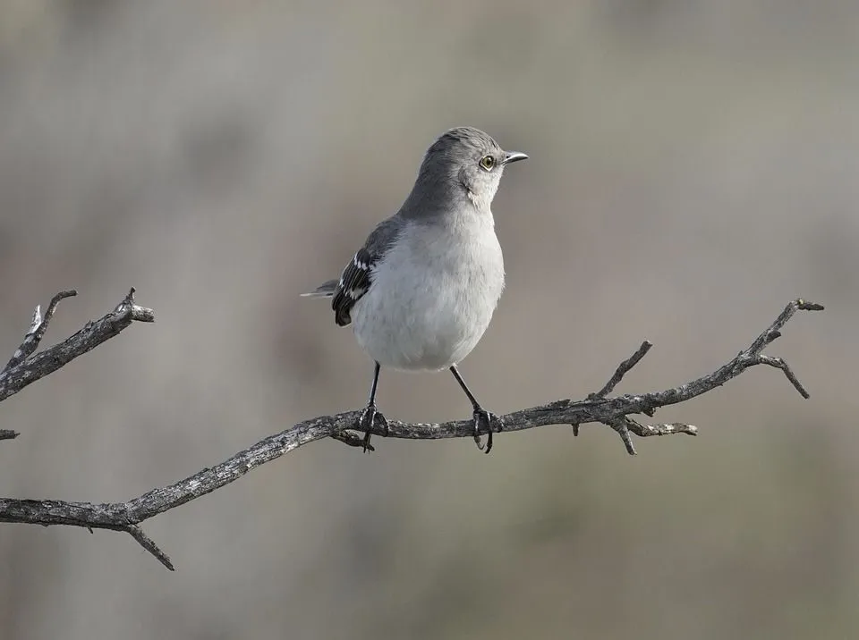 The mockingbird nest is constructed by female northern mockingbirds.