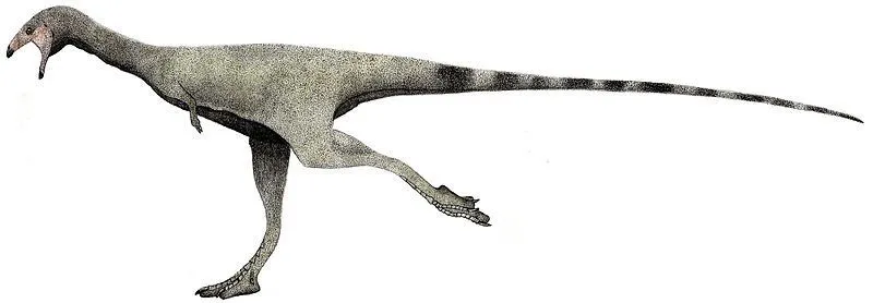 The neck and orbits of this dinosaur are some of its recognizable characteristics.