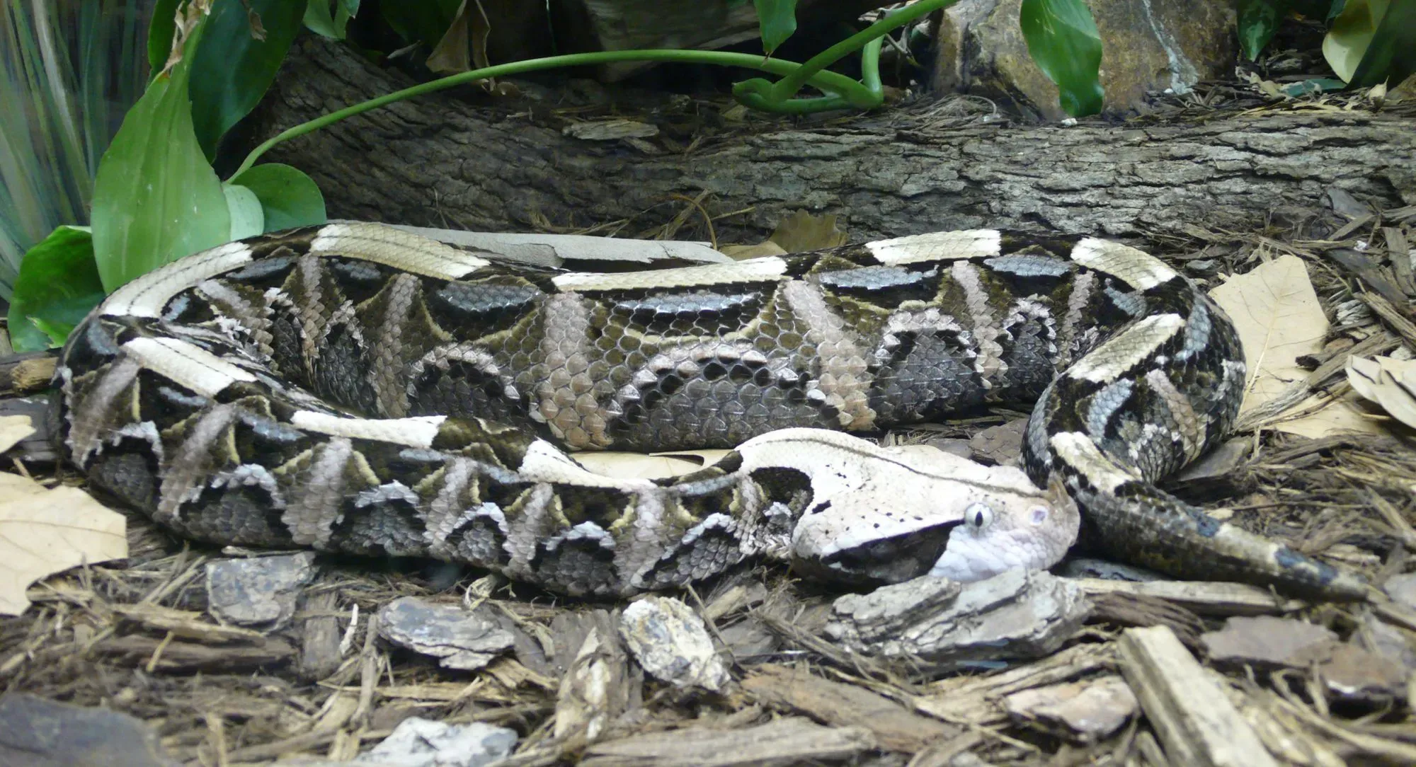 The scales of the horned sea snakes are rough and overlapping.