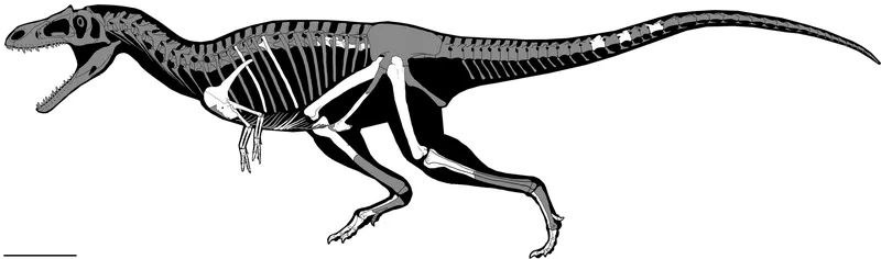 The skeletal system of the Gualicho was put together by paleontologists
