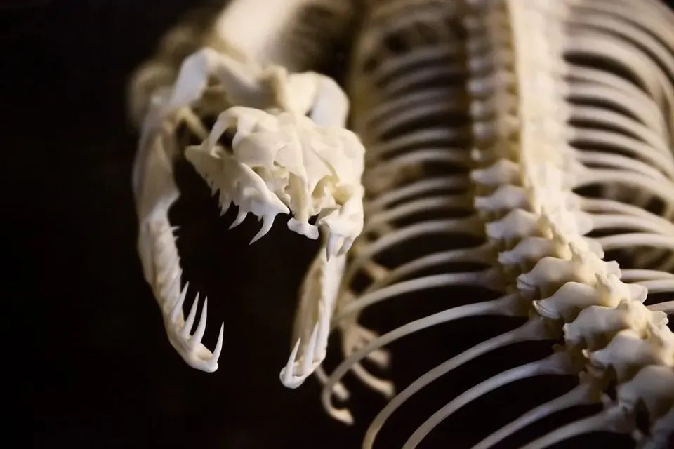 The skeleton of a snake's jaw usually depicts the lower jaw being connected with the flexible ligament and not the upper jaw.