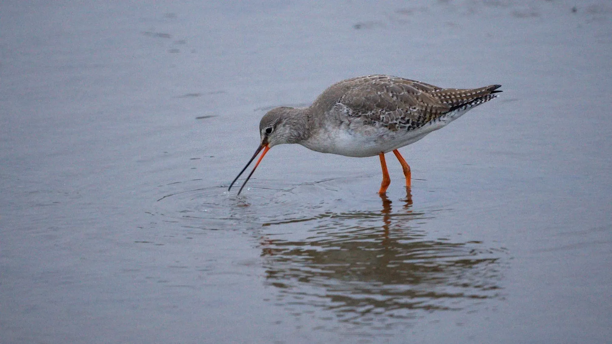 The spotted redshank female bird leaves the nest right after laying the eggs.