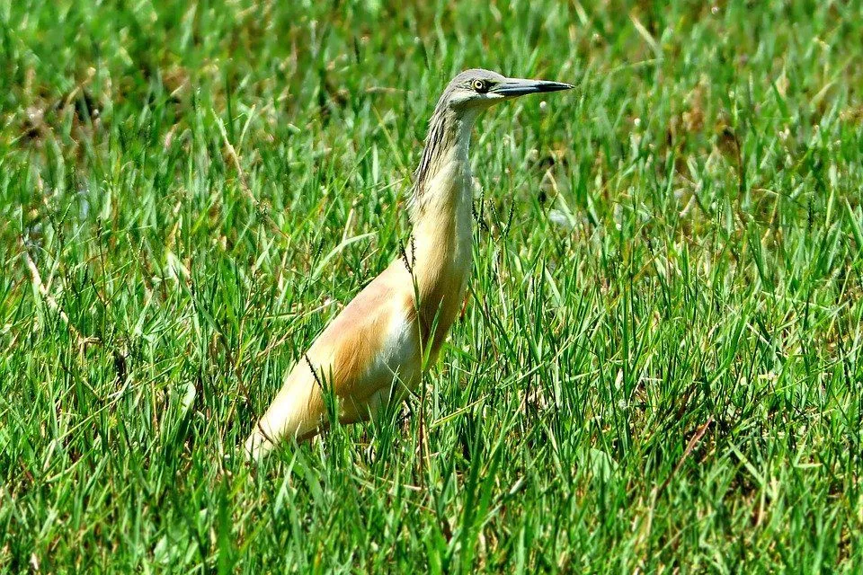 The squacco heron has a short neck and a short thick colorful bill.