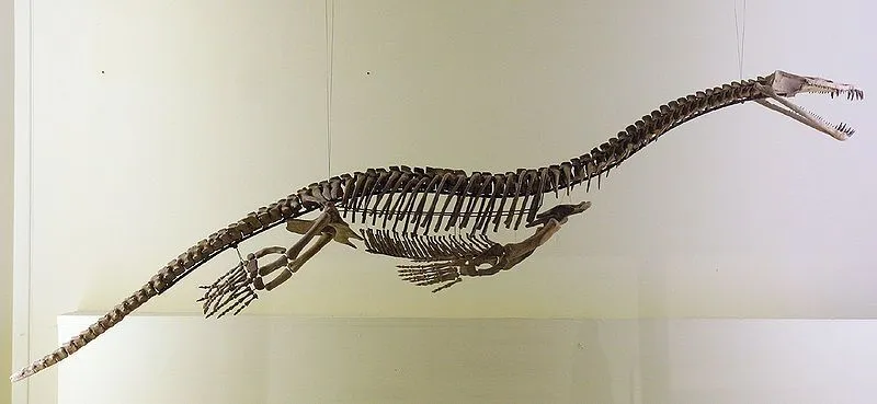 The toes, tail, and jaws of this animal were some of its identifiable features.