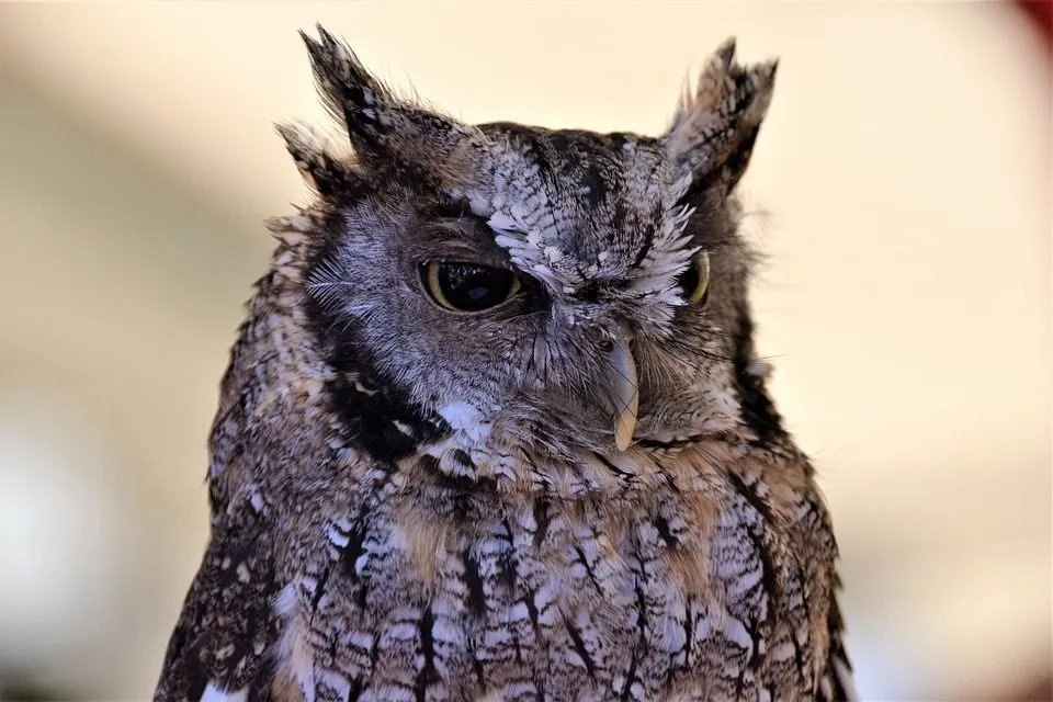 The tropical screech owl is a small owl with a light gray facial disk and yellow iris.