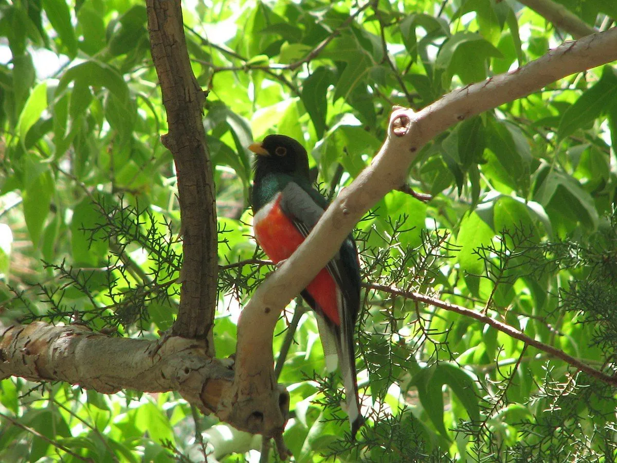 The violaceous trogon's nest-building talent is widely appreciated among the birds of Central America.