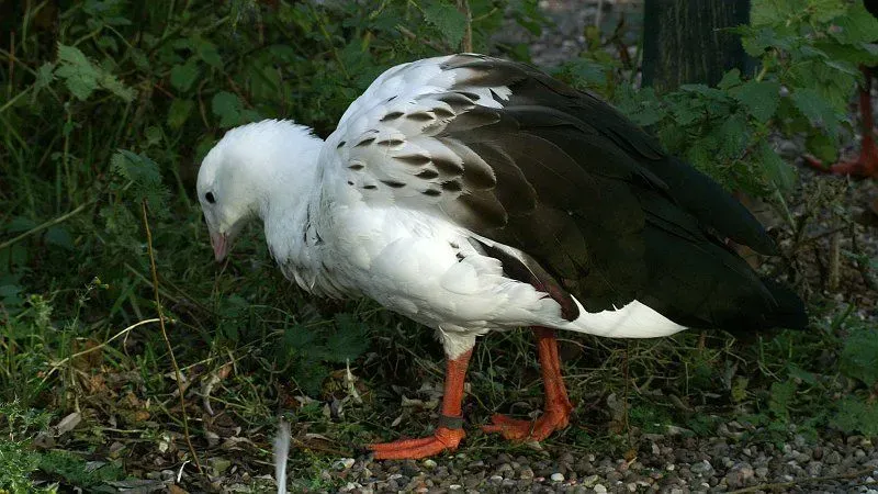 The white plumage and wings and tail of this species are some of its identifiable features.
